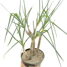 Image result for Trachyandra saltii
