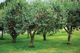 Last but not least on our list of top fruit trees for backyard orchards is santa rosa plum. Adding An Orchard To Your Garden Old House Journal Magazine