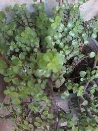 نبتة دمعة الطفل plants grapes fruit