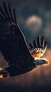 Pin By Cdr Masa On Eagle Tattoo S Eagle Wallpaper Eagle Background Eagle
