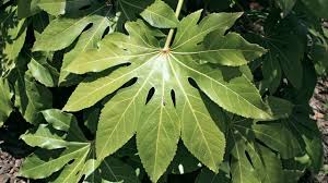 Image result for Araliaceae