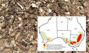 The impact of the mice plague. Y1wh2jrl9pylhm
