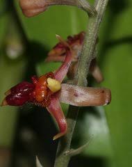 Image result for Malaxis schliebenii