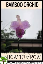 What to feed indoor bamboo plants? Bamboo Orchid How To Grow Care