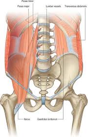 Just because you're gonna do the divides of the medial anterior, posterior heads. Posterior Abdominal Wall And Retroperitoneum Clinical Gate