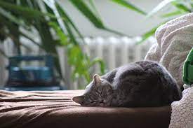 Maybe you would like to learn more about one of these? How Much Does An Individual Cat Cremation Cost Cpc Cares