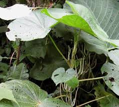 Image result for Piper umbellatum