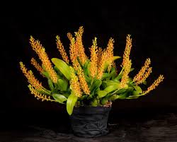 Image result for Liparis