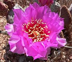This one gave me a tough time, moreso than i expected. Opuntia Basilaris Wikipedia