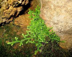 Image result for Selaginella molliceps