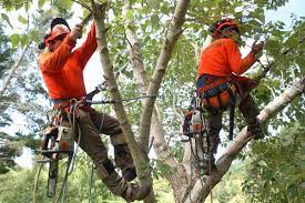 Tree Management Certified Tree Removal Services Atlanta Ga Tree Service Tree Pruning Tree Removal Service