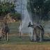 Victorian kangaroo pet food trial set to be widened