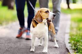 Start your walk as you normally would. 3 Easy Steps To Stop Your Dog Pulling On The Leash Dog Toys Advisor