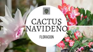 Sin embargo, se trata de un tipo. Como Hacer Florecer Un Cactus Navideno O Cactus Del Bosque Youtube