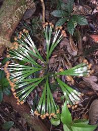 Image result for Schizaea