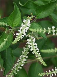 Check spelling or type a new query. Fl Bee Gardens