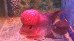 Ikan air tawar memang menjadi primadona untuk dijadikan sebagai ikan hias di akuarium ataupun di kolam. Mengapa Bisnis Penjualan Ikan Louhan Bisa Hancur Lebur Di 2005 Kumparan Com