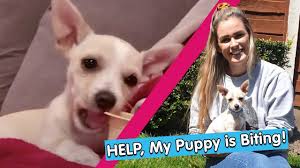 Check spelling or type a new query. Puppy Biting And Mouthing Blue Cross