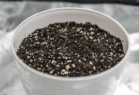 There are major differences between vermiculite and perlite, making it important to choose the right one, lest your garden be ruined by a bad growing media choice. Vermiculite Vs Perlite Differences Uses Benefits To Know