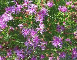 Image result for Vernonia rosenii