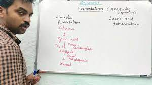 Fermentation Anaerobic Respiration Tamil Senthilnathan Youtube