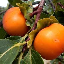 Pin On Fruits Et Arboles