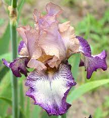 Iris Floorshow 4 Iris Flowers Iris Flower Garden