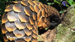 En Cok Yasa Disi Ticareti Yapilan Hayvan Pangolin Hayvan Hayvanlar