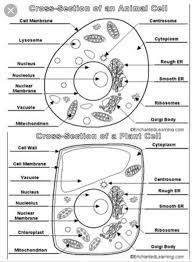 A diagram of a plant cell with the organelles labeled. Draw The Diagrams Of Animal Cell And Plant Cell Write The Differences Between Them What Are The Brainly In