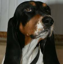 Image result for bernský honič