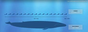 Fun Facts About Some Of The Worlds Largest Animals Animals Of The World Large Animals Blue Whale