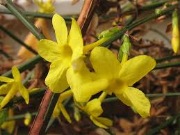 Image result for Jasminum breviflorum