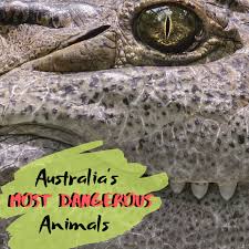 With more deadly snakes than any other country worldwide, it isn't surprising. Top 10 Most Dangerous Animals In Australia Owlcation