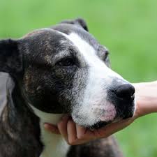 Sex mit Tieren verbieten