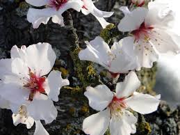 Check spelling or type a new query. White Flowering Branch On Almond Tree In Spring Free Image Download