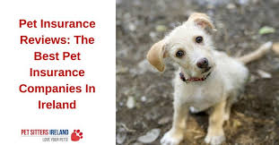 We did not find results for: The Best Pet Insurance Companies In Ireland Reviews Ratings Pet Sitters Ireland Pet Sitter Dog Walker Cat Sitter Dog Minder