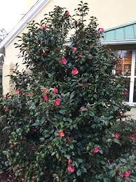 Camellia Japonica Camellia Common Camellia Japanese Camellia Peony Camellia Thea Japonica North Carolina Extension Gardener Plant Toolbox