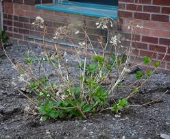Learn about growing hydrangeas, including pruning and. Landscape Why Hydranagea Macrophylla Don T Flower Umass Center For Agriculture Food And The Environment