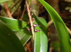 Image result for Bulbophyllum sandersonii