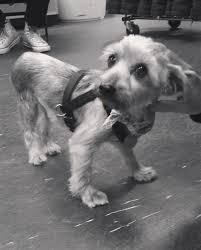 Available animals are updated daily. Strauss Ariana Grande Wiki Fandom