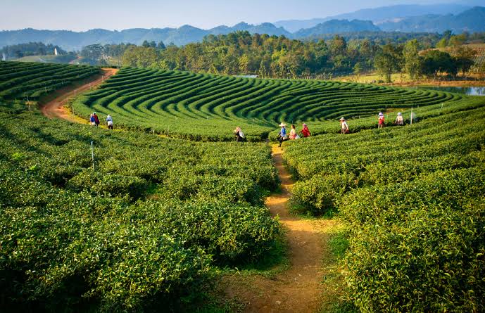 Assam travel - Lonely Planet | India, Asia