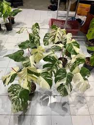 Image result for Selago albomarginata