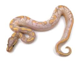 Pin On Ball Pythons