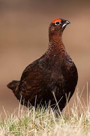 Grouse Rails Crane Gallery Pet Birds Game Birds Grouse