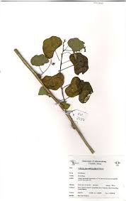Image result for Adenia gummifera