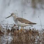 Birding Point Pinole: Shorebirds in the Shade