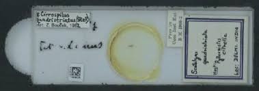 Collection specimens