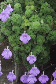 Image result for Streptocarpus hirtinervis