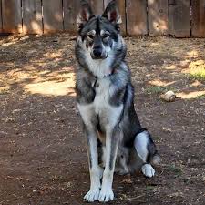 Full Faced Black Grey Tamaskan Wolf Hybrid Dogs Dog Breeds Pretty Dogs