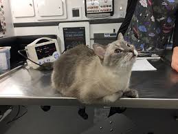 We cater to dogs and cats, all breeds and sizes, in dewitt, mi and…. Clinic